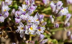 Polygala santacruzensis