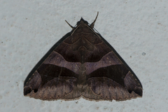 Bastilla