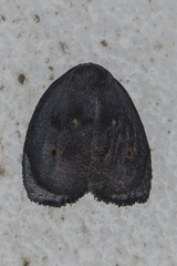 Hemonia orbiferana