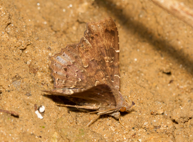 Euclystis cayuga
