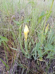 Iris arenaria