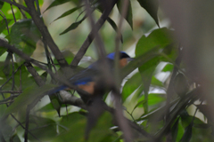 Pipraeidea melanonota