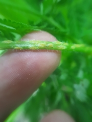 Puccinia chaerophylli