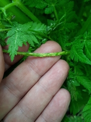 Puccinia chaerophylli