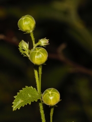 Hibiscus micranthus