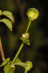Hibiscus micranthus