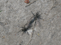 Lasiopogon
