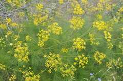 Prangos trifida