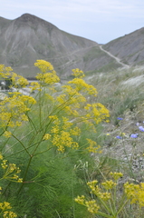 Prangos trifida