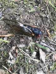 Magicicada septendecim