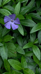 Vinca minor
