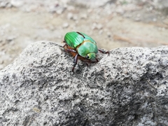 Chrysina orizabae
