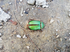 Chrysina orizabae