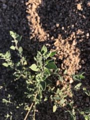 Chenopodium incanum