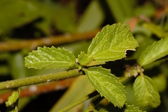 Hibiscus micranthus