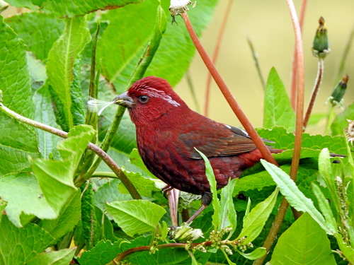 Taiwan Rosefinch (Carpodacus formosanus), photo 8