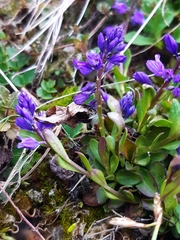 Polygala amara