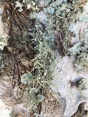 Ramalina stenospora