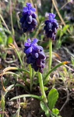 Muscari neglectum