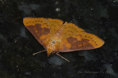 Polygrammodes ponderalis