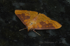 Polygrammodes ponderalis