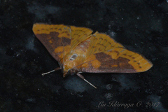 Polygrammodes ponderalis