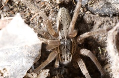 Dolomedes aquaticus