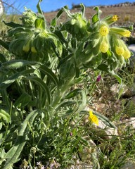Onosma tricerosperma