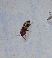 Paracardiophorus