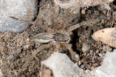 Dolomedes aquaticus