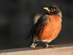 Turdus migratorius