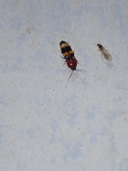 Paracardiophorus