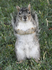 Sciurus carolinensis