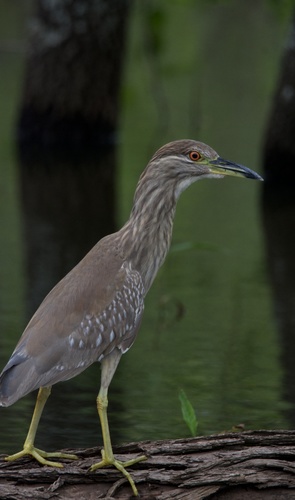 Black-crowned Night Heron photographed in Oklahoma