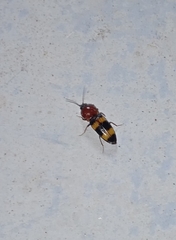 Paracardiophorus