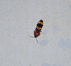 Paracardiophorus