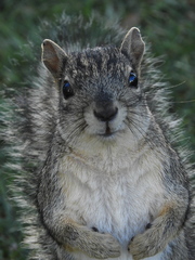 Sciurus carolinensis