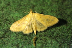 Paratalanta pandalis