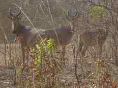 Alcelaphus buselaphus major