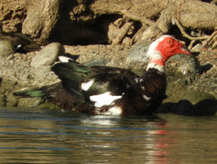 Cairina moschata domestica