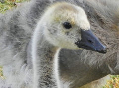 Branta canadensis