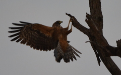 Polyboroides typus typus