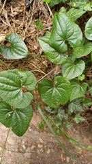 Dioscorea communis