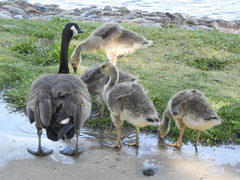 Branta canadensis
