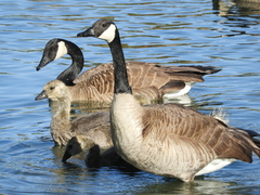 Branta canadensis
