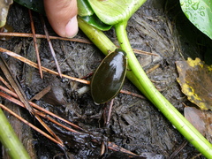 Cybister lateralimarginalis