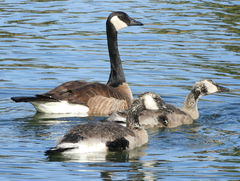 Branta canadensis
