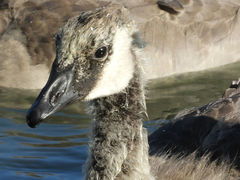 Branta canadensis