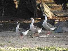 Anser cygnoides domesticus