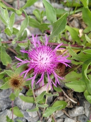 Centaurea pectinata